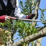 Genėjimo klaidos: kaip nesugadinti savo sodo siekiant geriausio rezultato?