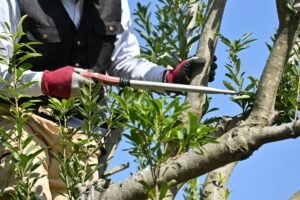 Genėjimo klaidos: kaip nesugadinti savo sodo siekiant geriausio rezultato?