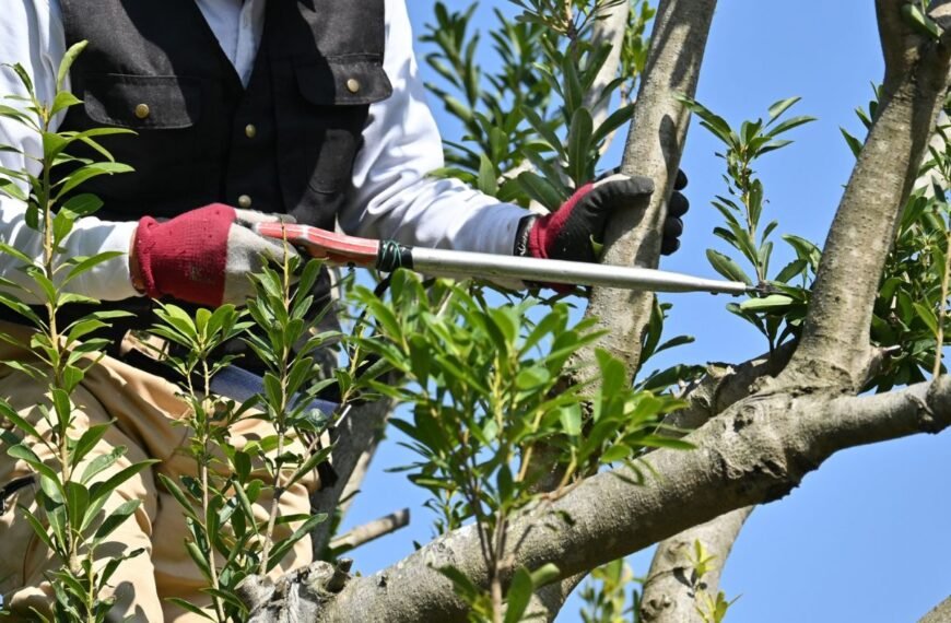 Genėjimo klaidos: kaip nesugadinti savo sodo siekiant geriausio rezultato?