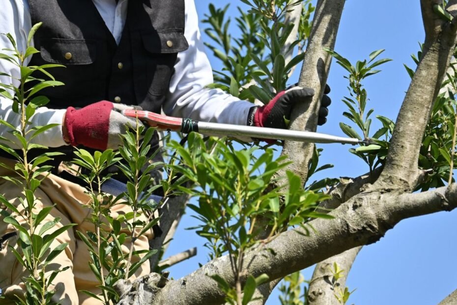 Genėjimo klaidos: kaip nesugadinti savo sodo siekiant geriausio rezultato?