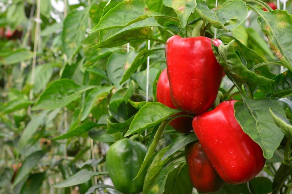 Geriausios paprikų veislės: šiltnamio gigantai