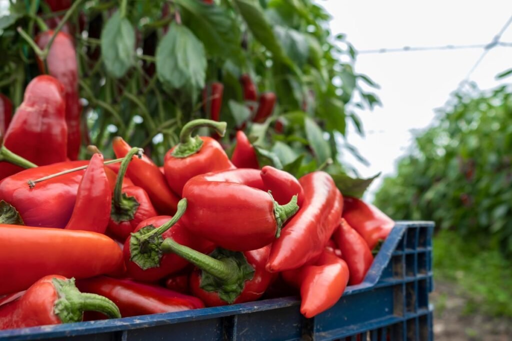 Rago formos paprikos ir kulinariniai eksperimentai