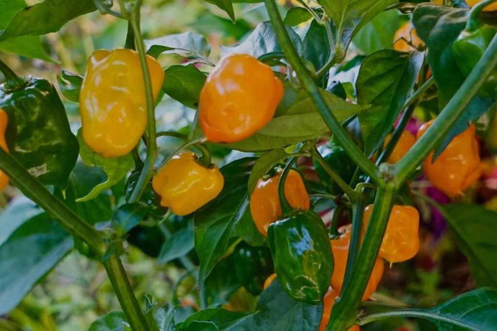 Geriausios paprikų veislės: ką rinktis, jei šiltnamio nėra?