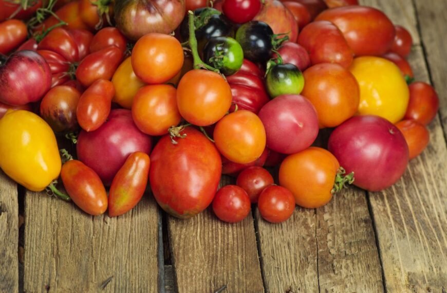 Geriausios pomidorų veislės šiltnamiams: nuo miniatiūrinių iki kilograminių