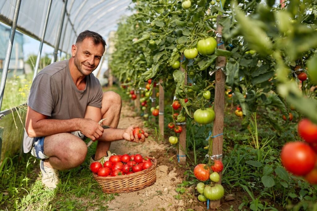 Geriausios pomidorų veislės šiltniamiams ankstyvam derliui: pirmieji vasaros pomidorai