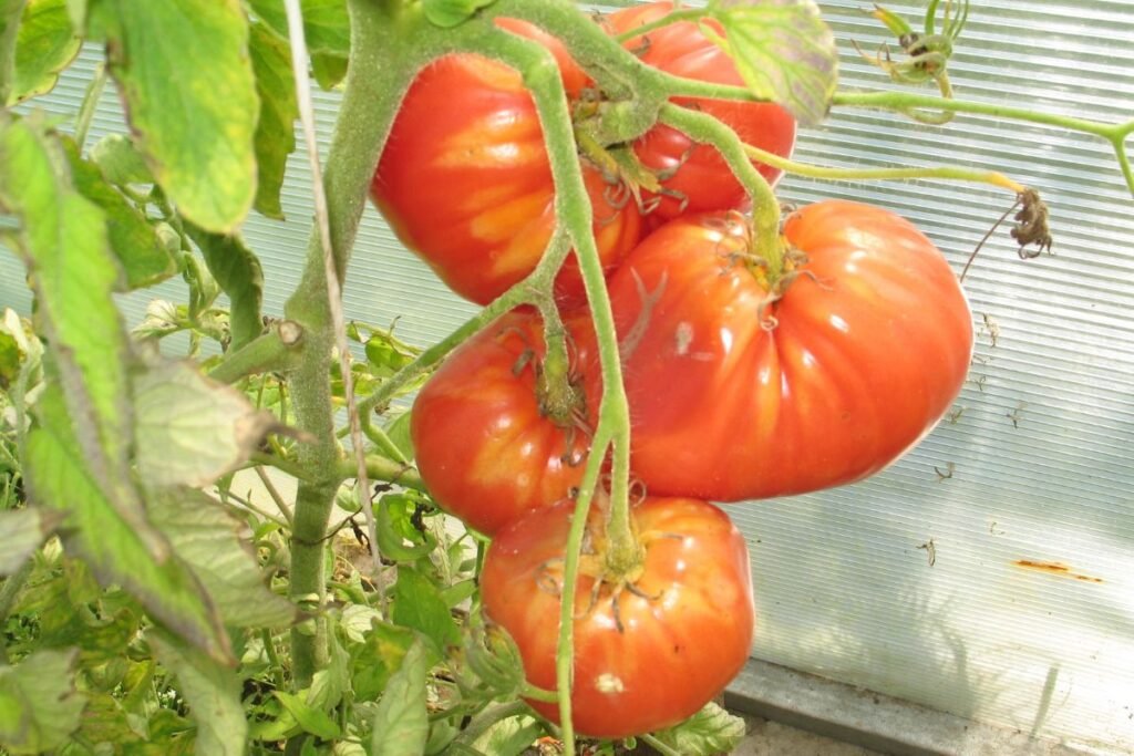 Stambieji pomidorai – šiltnamio žvaigždės