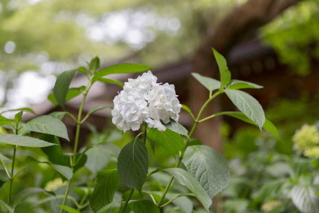 Hortenzijų tręšimas pavasarį