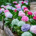 Hortenzijų tręšimas pavasarį