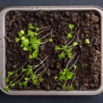 Ištįsę daigai – ne jūsų klaida, o šviesos ir šilumos disbalansas. Kaip išgelbėti?