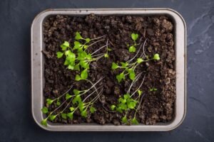 Ištįsę daigai – ne jūsų klaida, o šviesos ir šilumos disbalansas. Kaip išgelbėti?