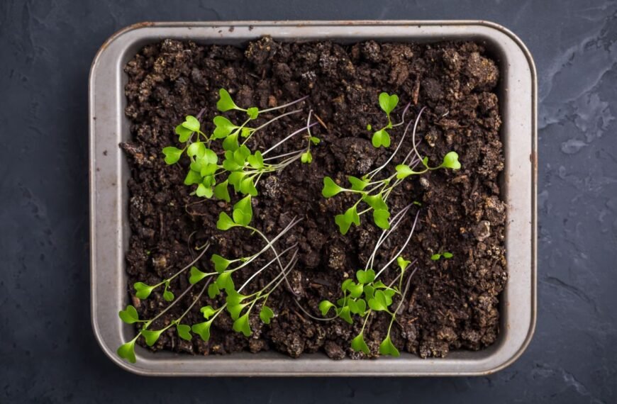 Ištįsę daigai – ne jūsų klaida, o šviesos ir šilumos disbalansas. Kaip išgelbėti?