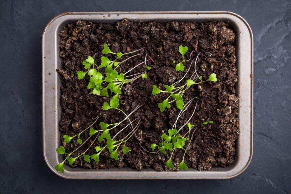 Ištįsę daigai – ne jūsų klaida, o šviesos ir šilumos disbalansas. Kaip išgelbėti?