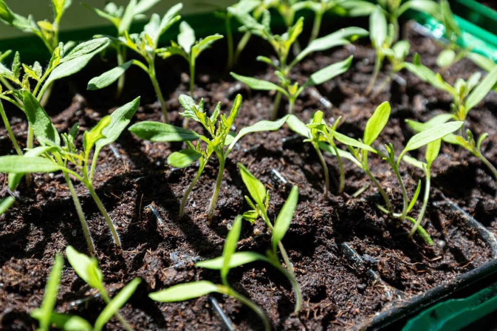 Auksinė taisyklė: šviesos ir šilumos svarstyklės