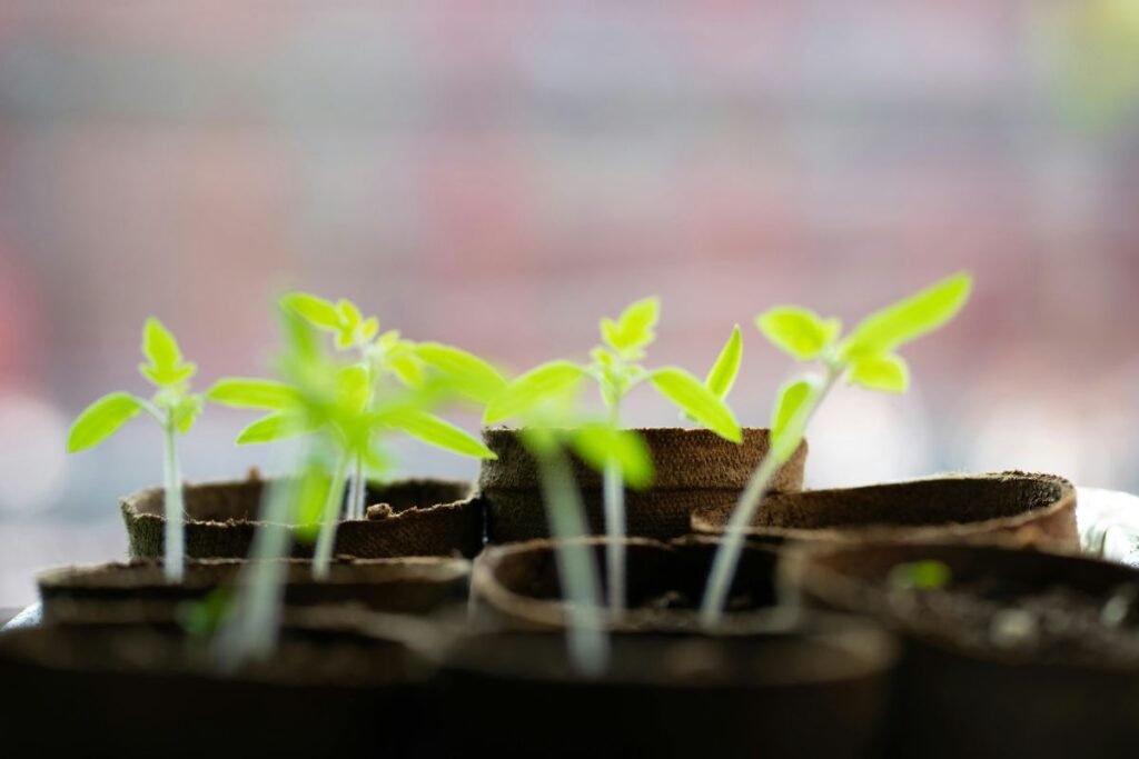 Operacija „Išgelbėjimas“: ką daryti, jei daigai jau ištįso?