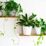 Ištįsę kambariniai augalai: kaip po žiemos grąžinti jiems pradinį vešlumą?