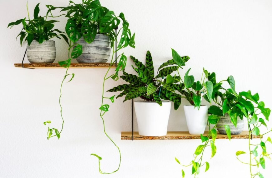 Ištįsę kambariniai augalai: kaip po žiemos grąžinti jiems pradinį vešlumą?