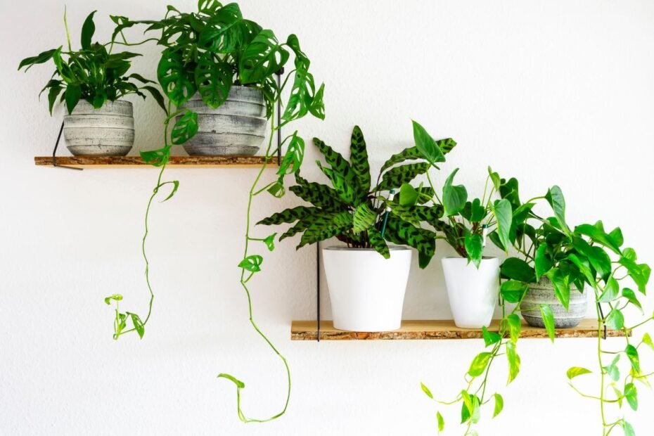 Ištįsę kambariniai augalai: kaip po žiemos grąžinti jiems pradinį vešlumą?