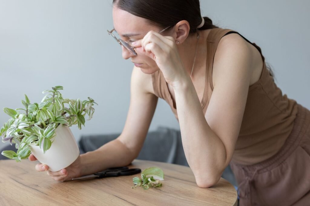 Strategija skirtingoms augalų rūšims