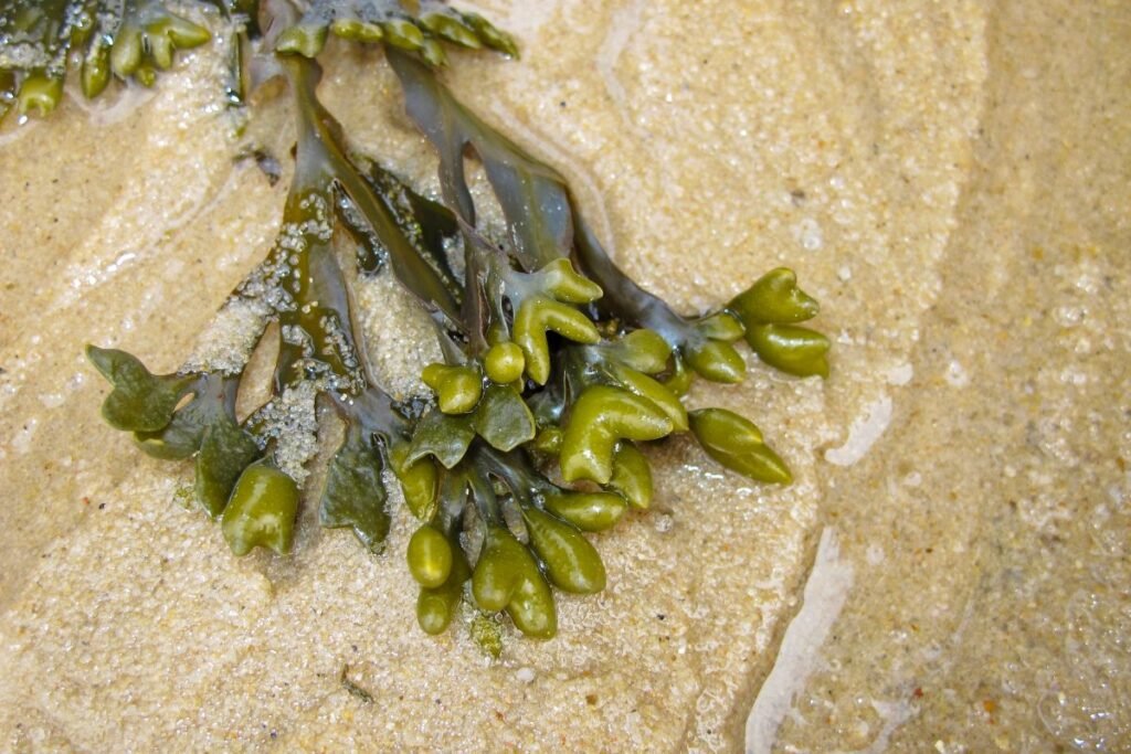 Jūros dumblių ekstraktas