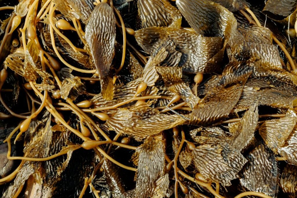 Jūros dumblių ekstraktas