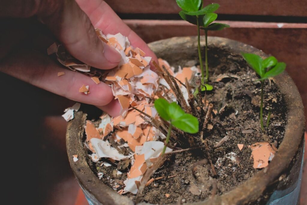 Kiaušinių lukštai šliužams