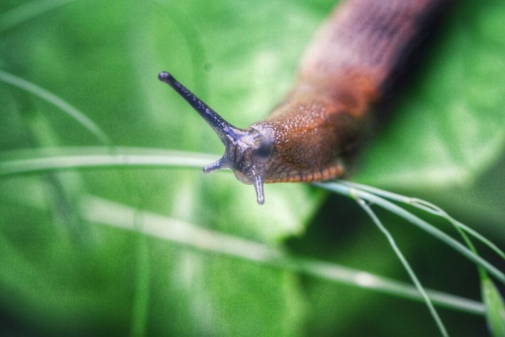 Kiaušinių lukštai šliužams
