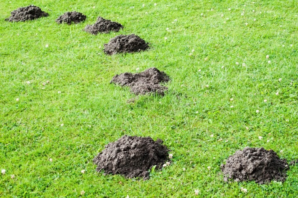 Kurmiarausių žemė