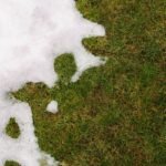 Kaip atnaujinti veją po žiemos: svarbus gidas žaliuojančiam kiemui