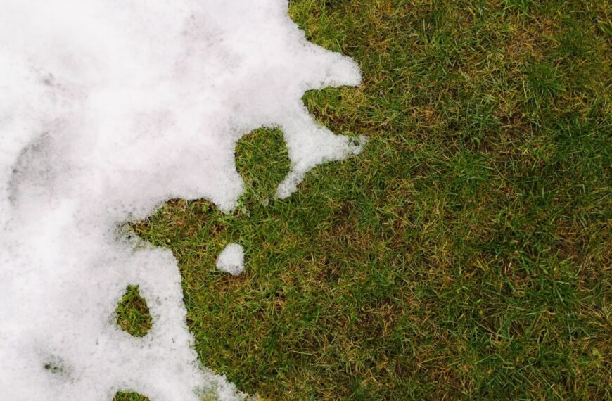 Kaip atnaujinti veją po žiemos: svarbus gidas žaliuojančiam kiemui