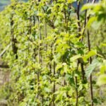 Kokiu atstumu sodinti avietes