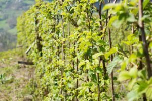 Kokiu atstumu sodinti avietes