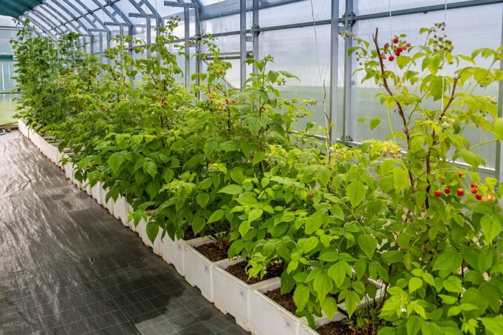 Kokiu atstumu sodinti avietes