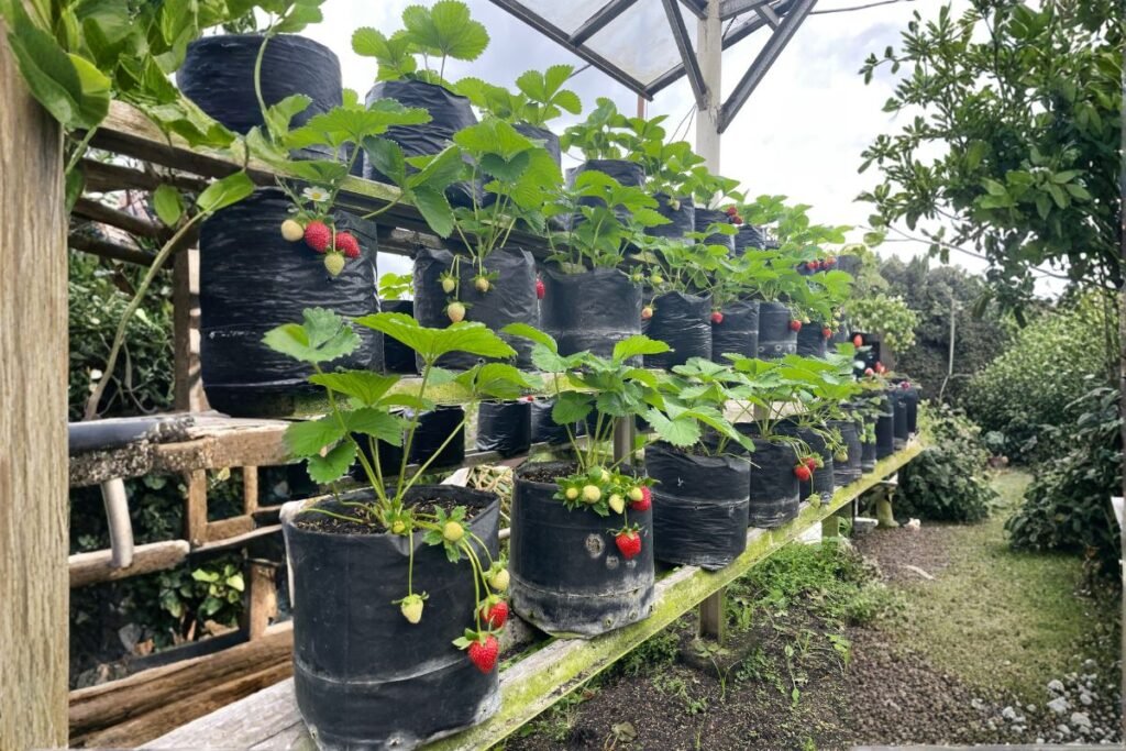 Braškių sodinimo atstumai vazonuose