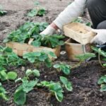 Braškių sodinimo atstumai