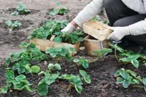 Braškių sodinimo atstumai