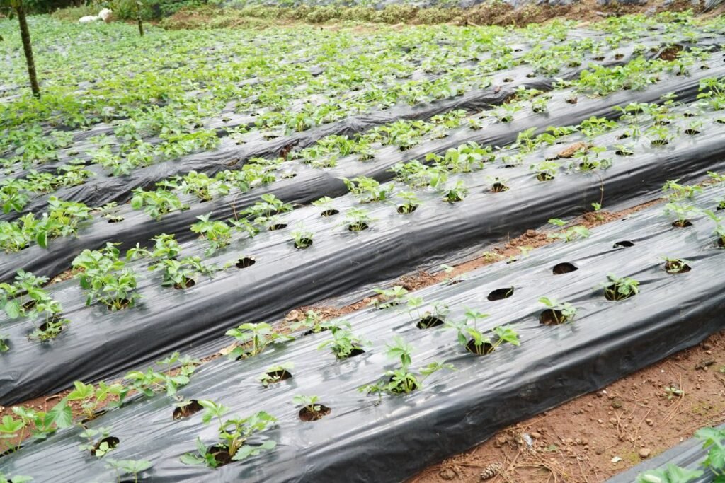 Braškių sodinimo atstumai lauke ir pakeltose lysvėse