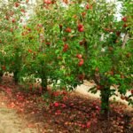 Kokiu atstumu sodinti obelis