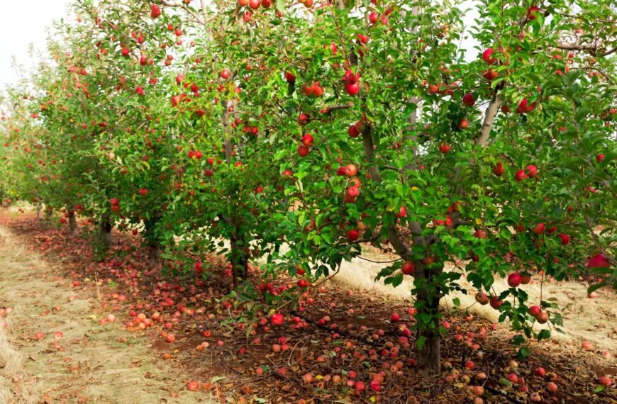 Kokiu atstumu sodinti obelis