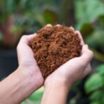 Kokoso substratas – natūrali priemonė, kuri iš tiesų keičia augalų auginimo rezultatus