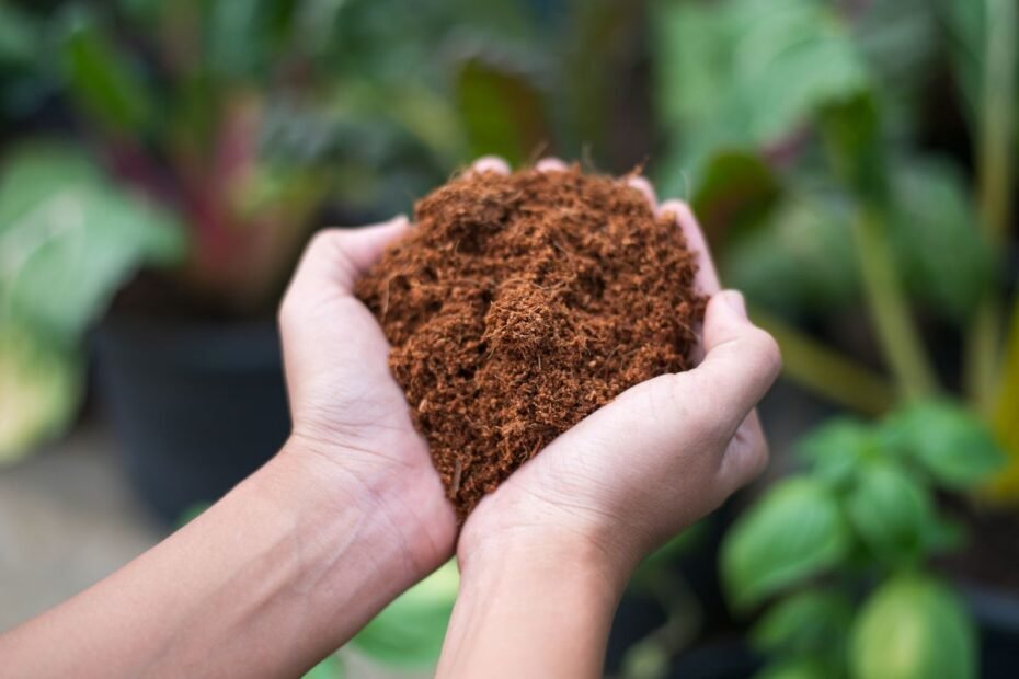 Kokoso substratas – natūrali priemonė, kuri iš tiesų keičia augalų auginimo rezultatus