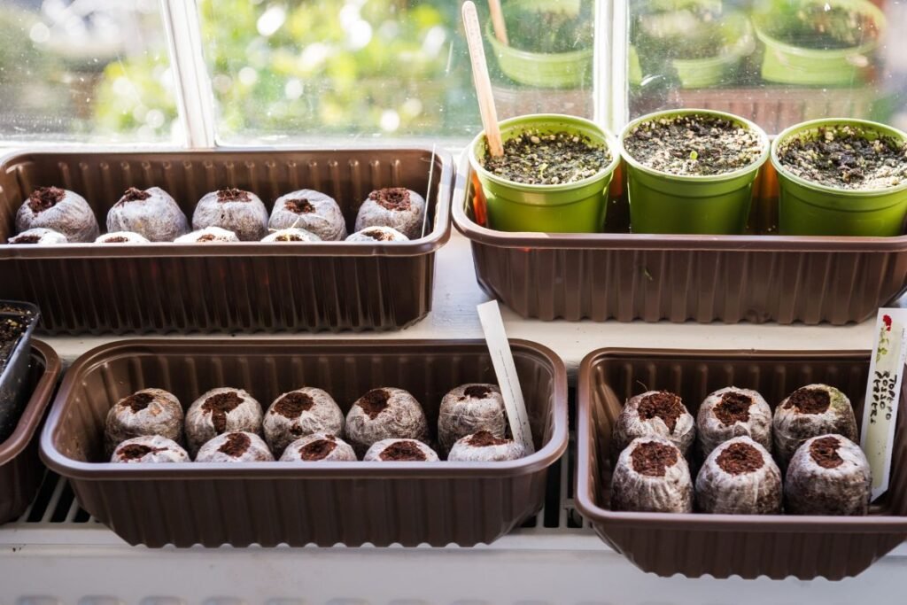 Platus pritaikymas: nuo šilauogių iki kambarinių gėlių: