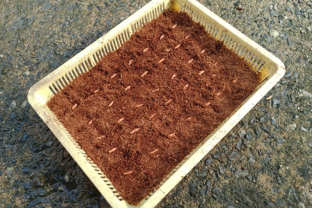 Kokoso substratas: ekologija ir ateities perspektyvos