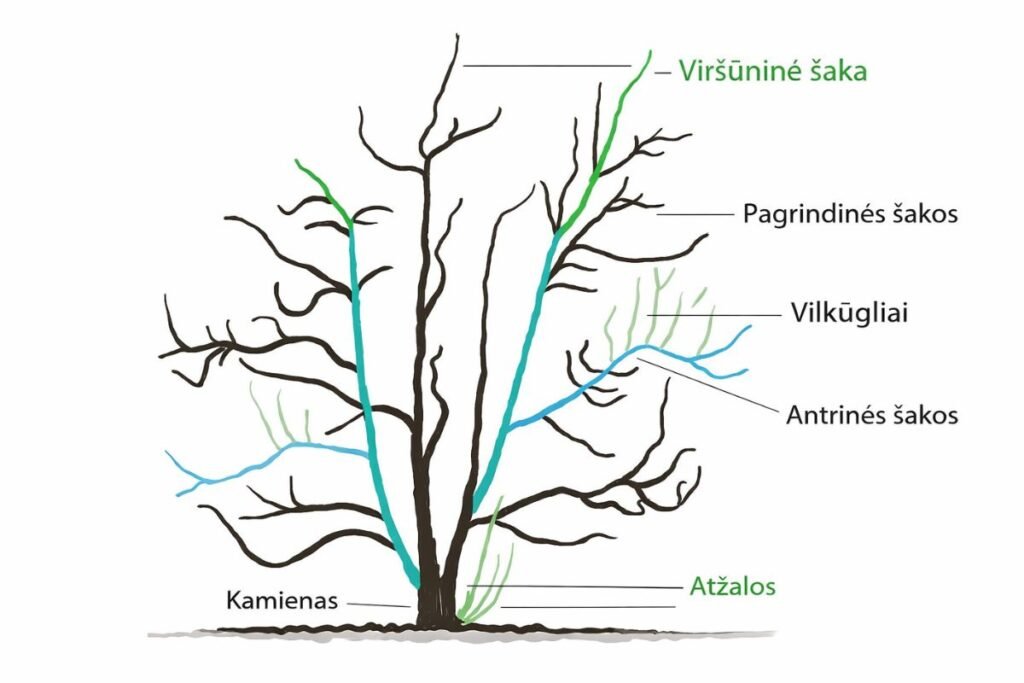 Kriaušių genėjimas: nuo teorijos prie praktikos
