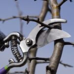 Kriaušių genėjimas: kaip suvaldyti vertikalų augimą ir padvigubinti derlių?