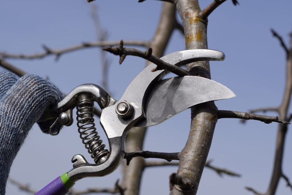 Kriaušių genėjimas: kaip suvaldyti vertikalų augimą ir padvigubinti derlių?