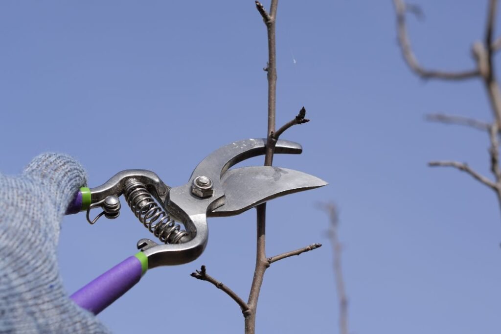 Kodėl kriaušėms reikia specifinio dėmesio?