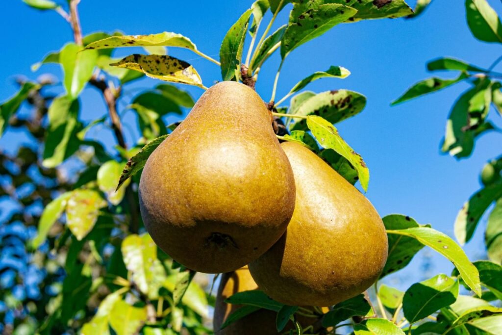 Kriaušių genėjimas ir dažniausios klaidos