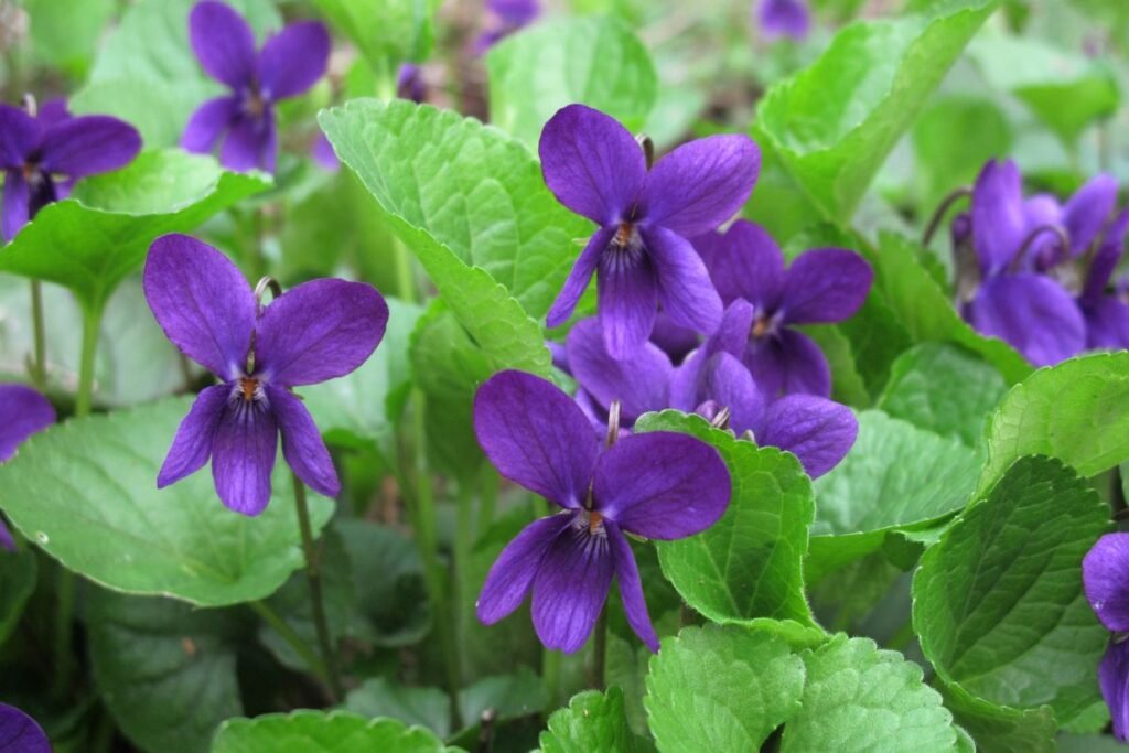 Kvapioji našlaitė – kas ji?