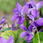 Kvapioji našlaitė – aromatingoji miškų puošmena ir namų vaistinėlės žolelė