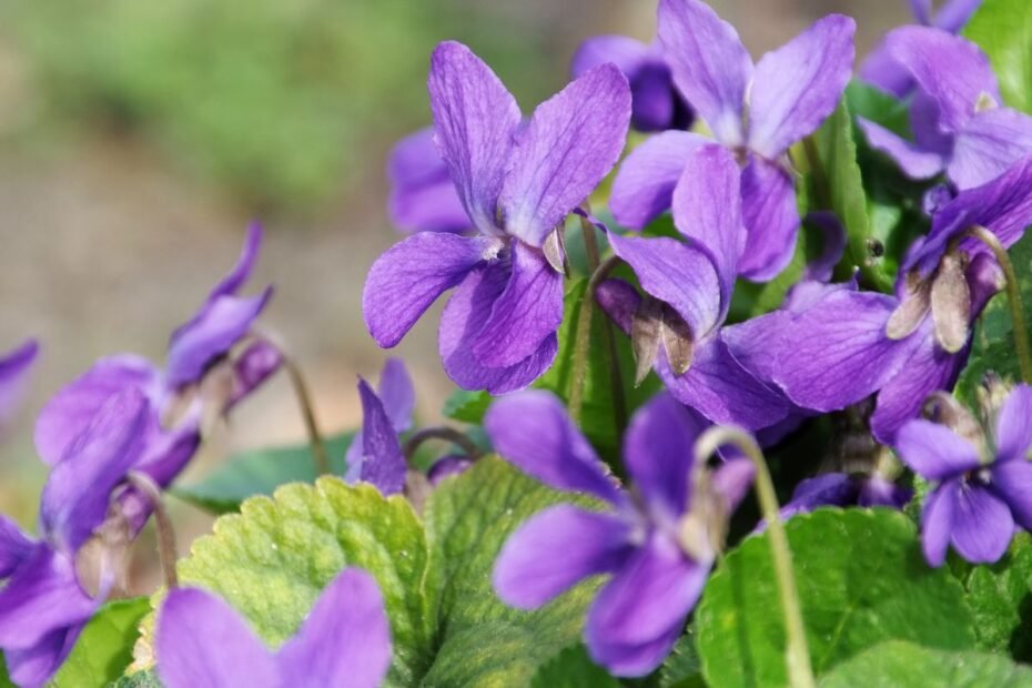 Kvapioji našlaitė – aromatingoji miškų puošmena ir namų vaistinėlės žolelė
